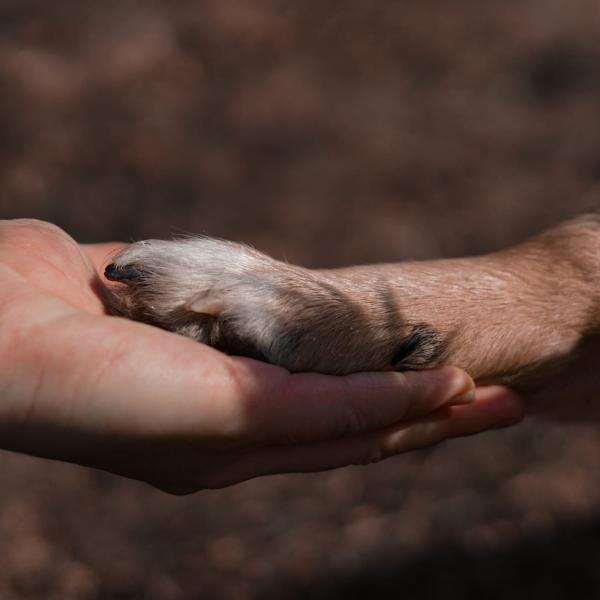 Spendenwalk – ZUSAMMEN GUTES TUN