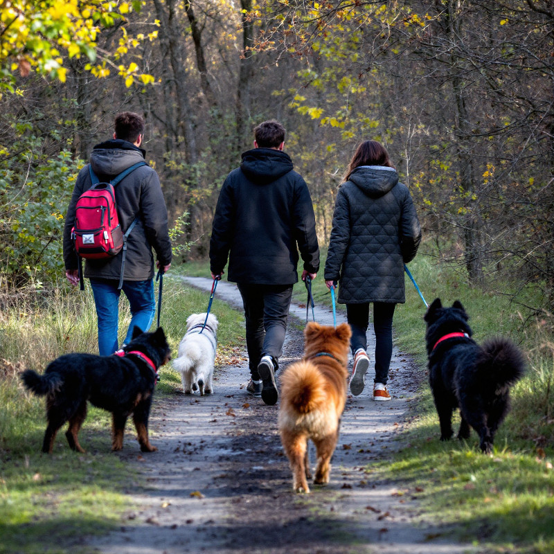 Social Walk