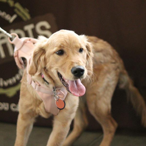 Leinenführigkeits Kurs