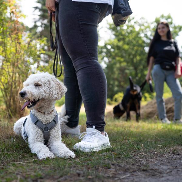 Social Walk