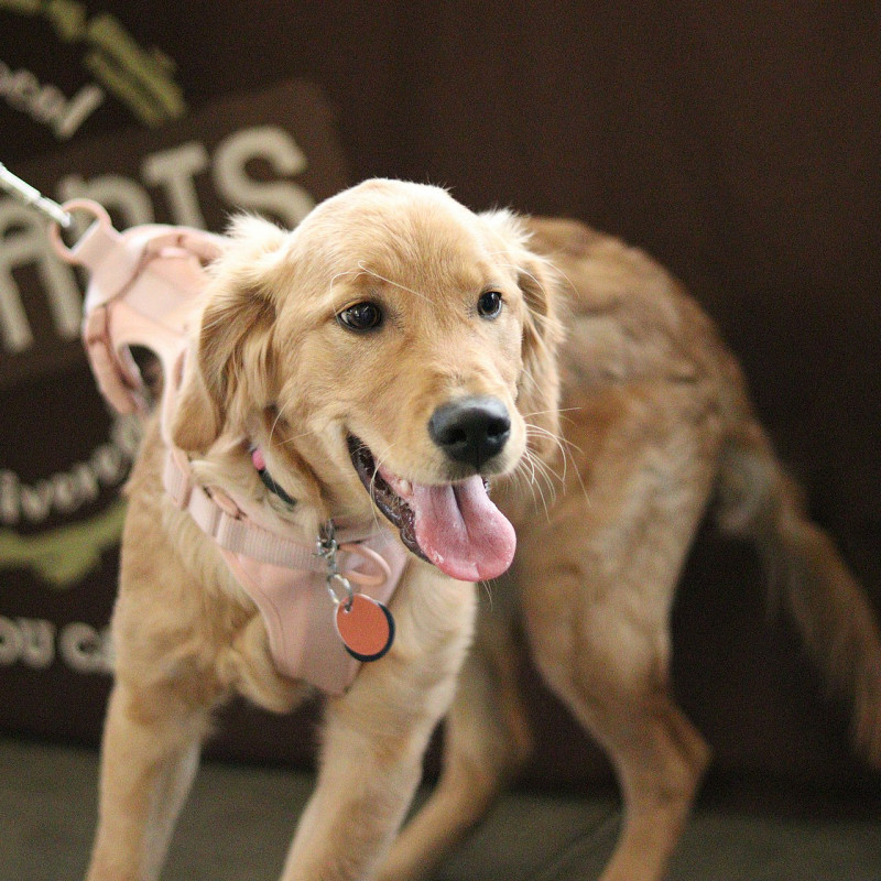 Leinenführigkeits Kurs