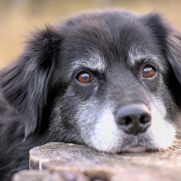 Online-Fortbildung: Hundesenior:innen ❤ Altern mit Würde, Wissen und Weitblick