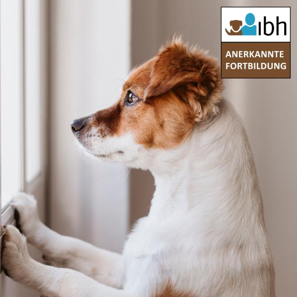 Online-Workshop: Intensivkurs Trennungsstress