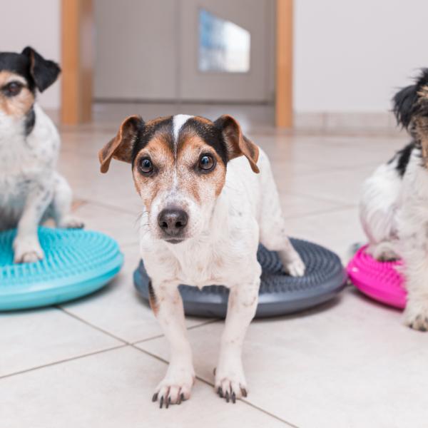 Hundeturnen ♡ Bewegung, Balance & Bindung