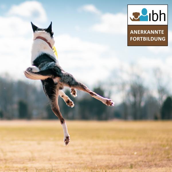 Online-Seminar: Intensivkurs Hibbelhund