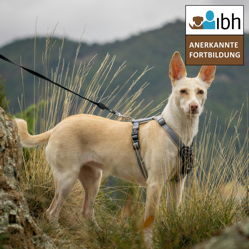 Live-Webinar: Jagdverhalten vs. Jagdproblem