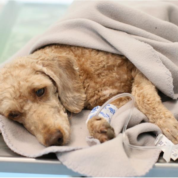 Ganztagesseminar: 1. Hilfe am Hund (Referentin: Dr. Dorothea Johnen)
