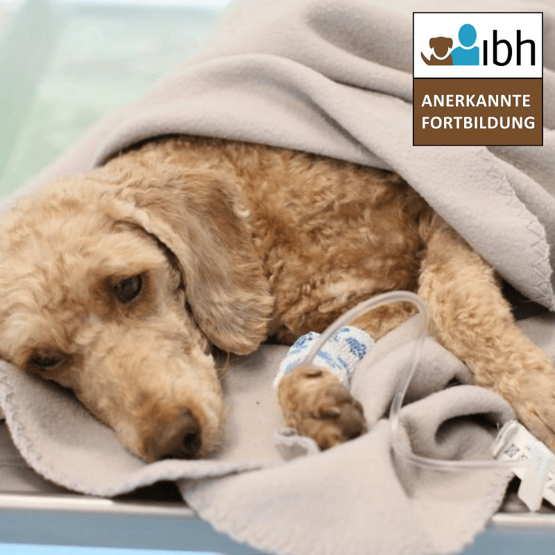 Ganztagesseminar: 1. Hilfe am Hund (Referentin: Dr. Dorothea Johnen)