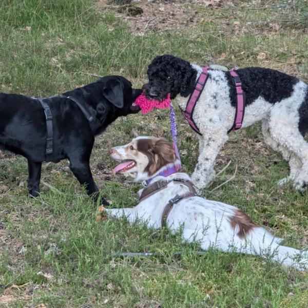 Online-Training: Sprachkurs - Die Körpersprache von Hunden