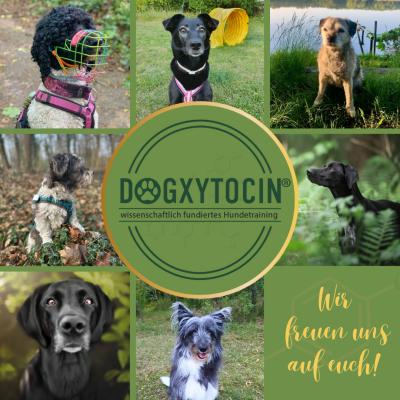 Dogxytocin Hundetraining