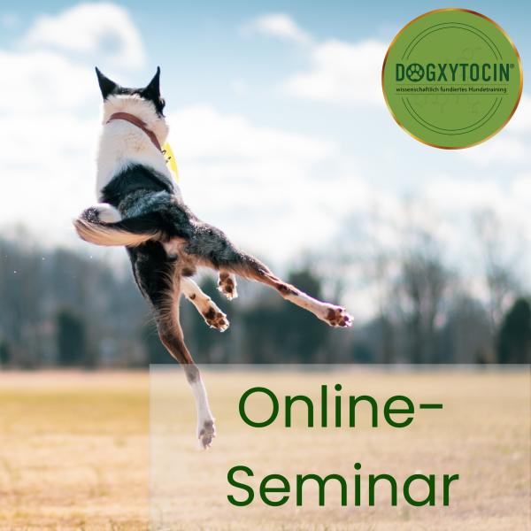 Online-Seminar: Intensivkurs Hibbelhund