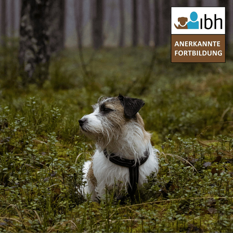 Waldbaden mit Hund - Entspannung und Verbindung in der Natur