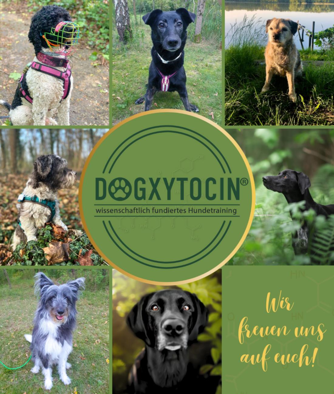 Coaching für Menschen mit Hund
