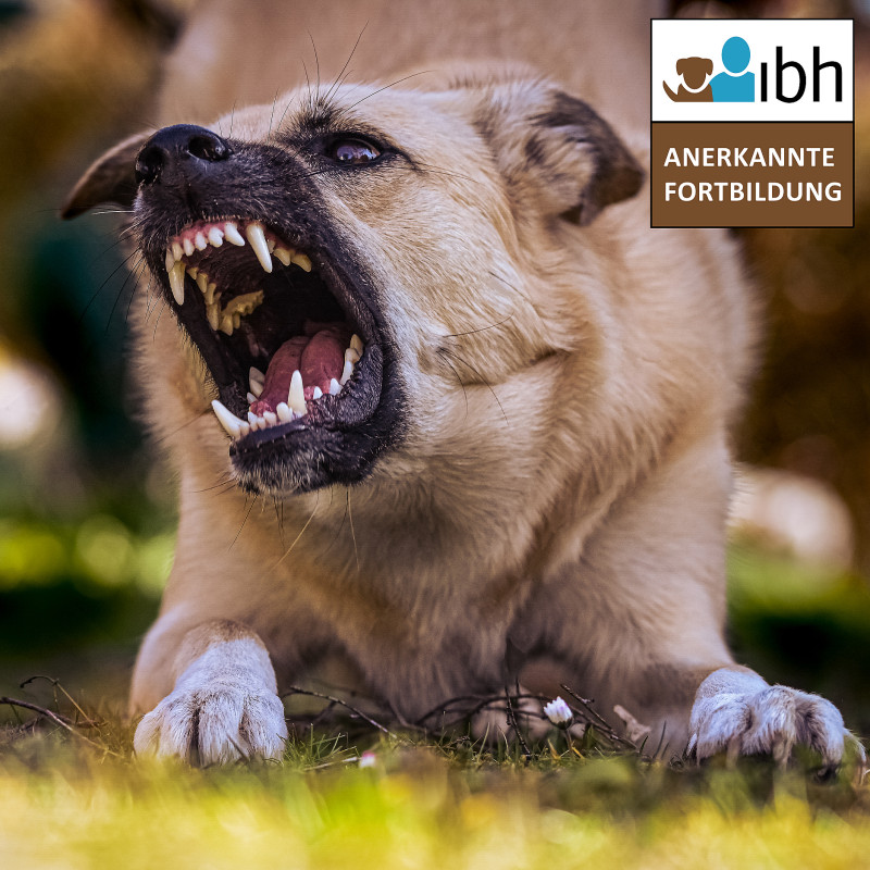 Onlineseminar: Tierwohlgerechte Therapie- und Trainingsmethoden bei aggressivem Verhalten - Fundierte Kompetenz anstelle aversiven Entertainments. (Kopie)