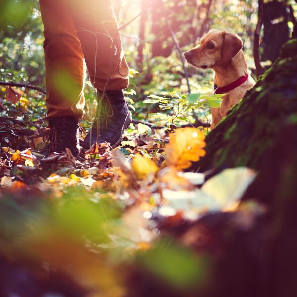 Dog Hiking Biesenthal