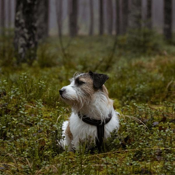 Waldbaden mit Hund - Entspannung und Verbindung in der Natur