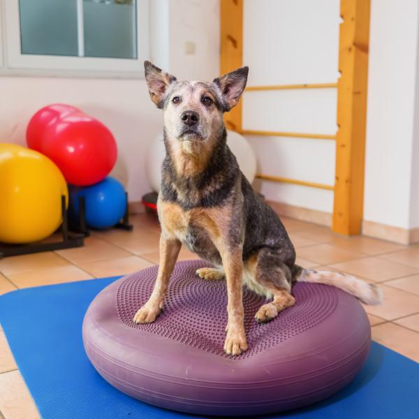 Hundeturnen ❤ Bewegung, Balance & Bindung