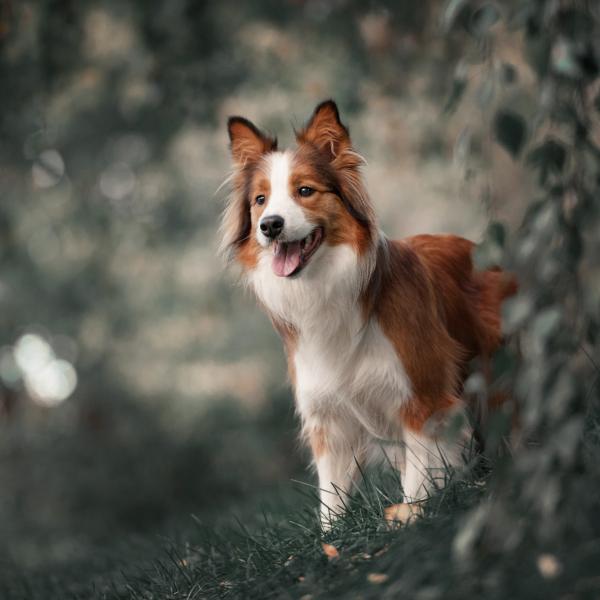 Dog Hiking Behrensbrück