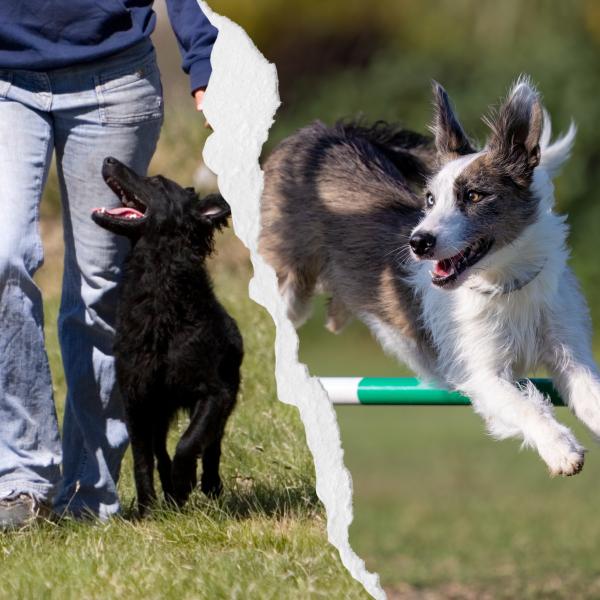 Ragility© ♡ Rallye Obedience meets Agility