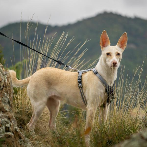 Live-Webinar: Jagdverhalten vs. Jagdproblem