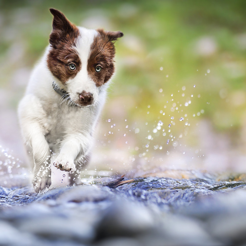 Laufen für den Tierschutz