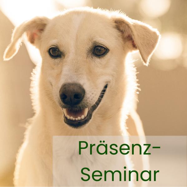 Präsenz-Seminar: Trauma und Deprivation – Die Anwendung humantherapeutischer Techniken im Hundetraining.