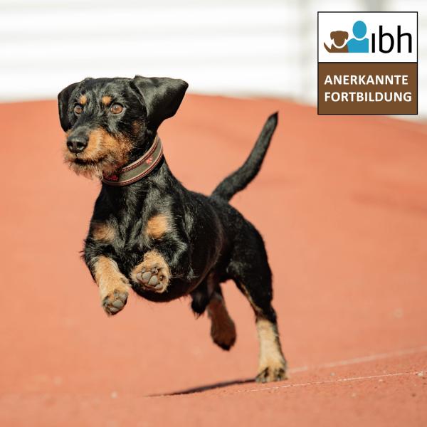 Präsenz-Workshop: Impulskontrolle und Frustrationstoleranz