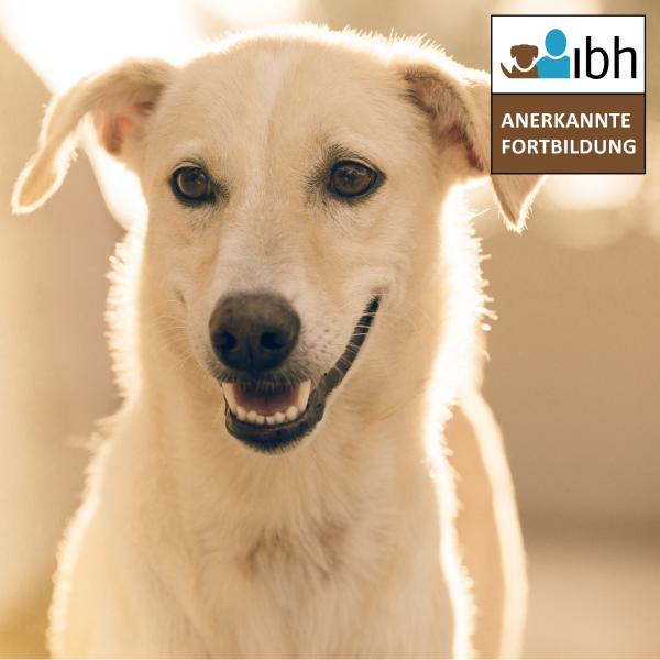 Präsenz-Seminar: Trauma und Deprivation – Die Anwendung humantherapeutischer Techniken im Hundetraining.