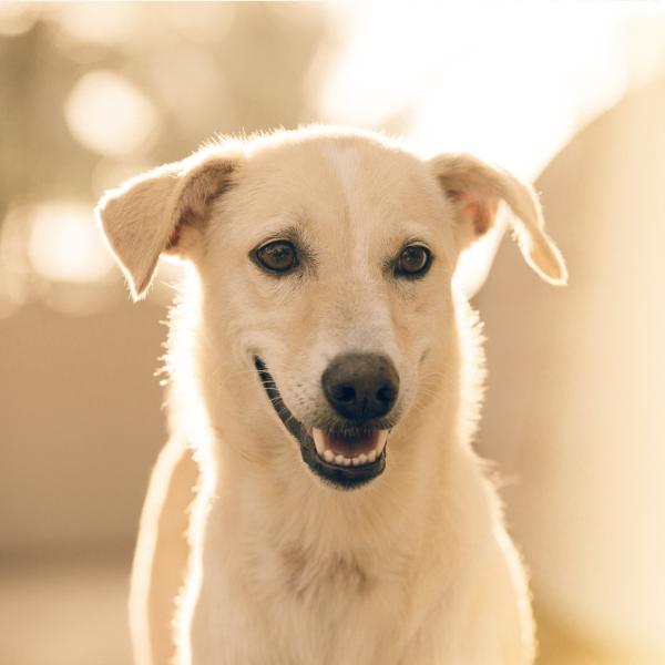 Online-Fortbildung: Schmerzen beim Hund erkennen ❤ Sehen, was nicht gesagt wird