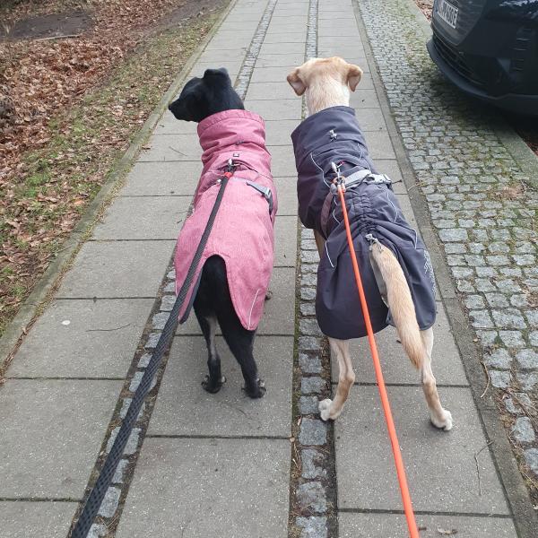 SocialWalk