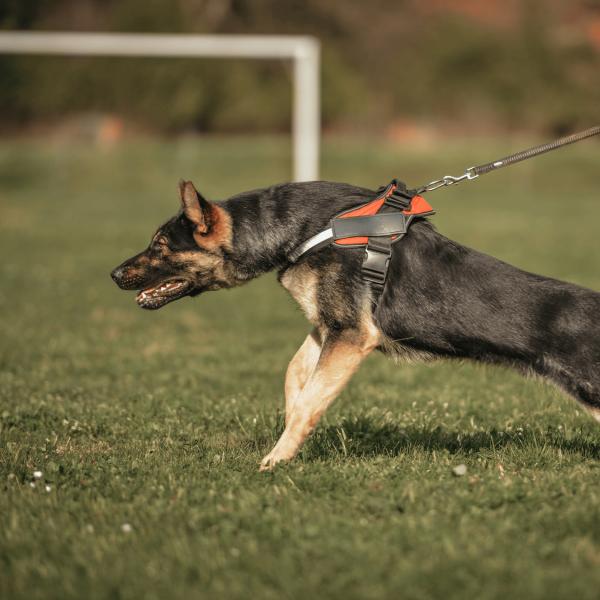 Live-Webinar: Leinenaggression