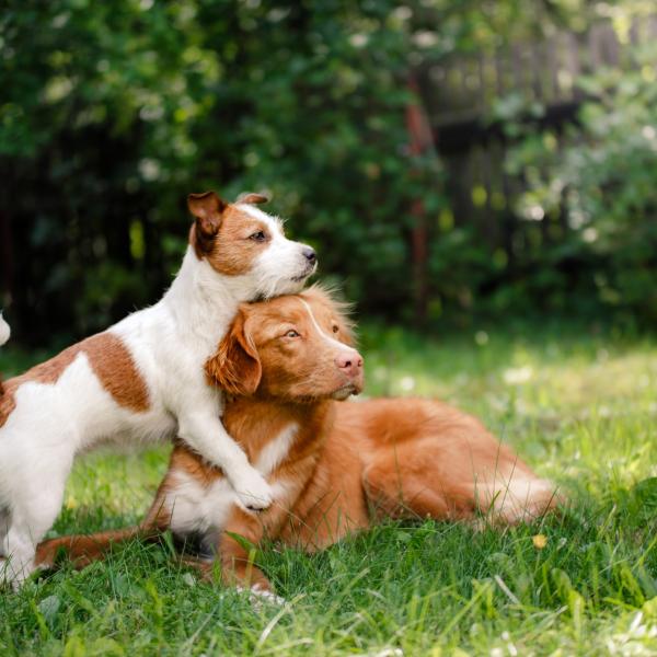 Geschwisterhund-Kurs ♡♡