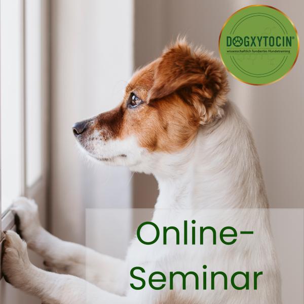 Online-Workshop: Intensivkurs Trennungsstress