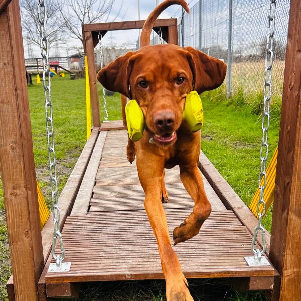 Apportility®-Einsteiger