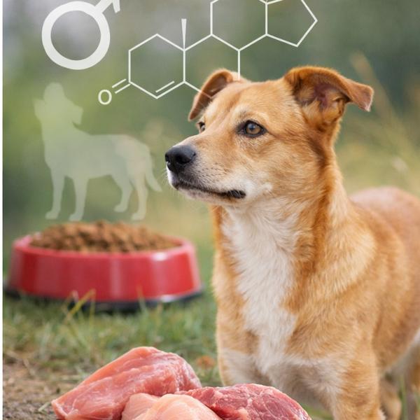 Der Rüde und seine Hormone