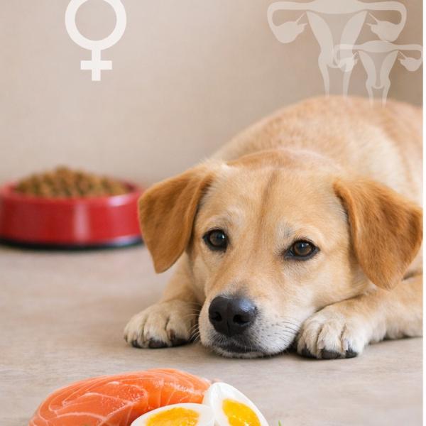 Die Hündin im Zyklus