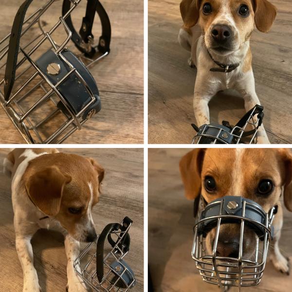 Maulkorb - Mehr Freiheit durch Sicherheit