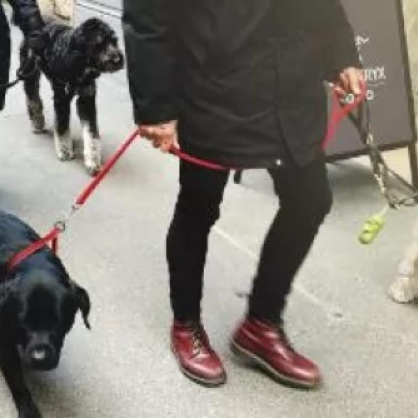 Alltagstraining für kleine Hunde