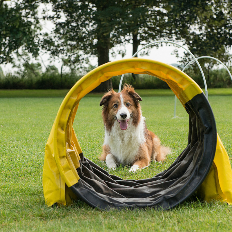 Crossdogging - der spaßige Beschäftigungskurs (5er Karte)