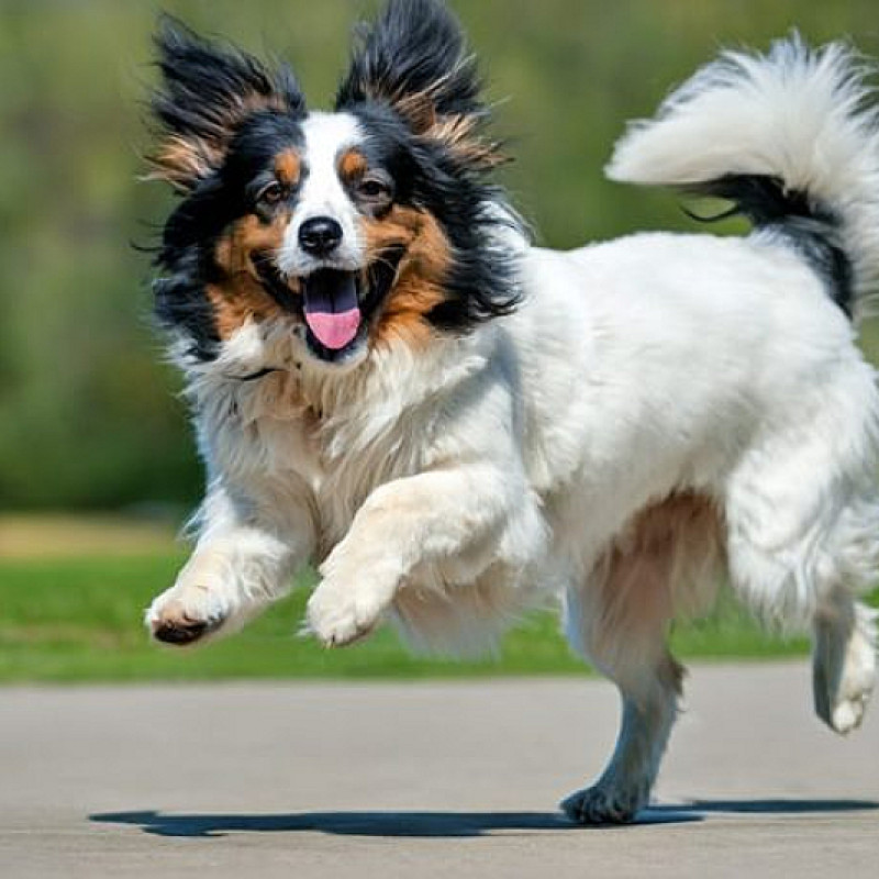 Hofnarren - der Junghundekurs (ab Juni 2026, 16:30 Uhr)