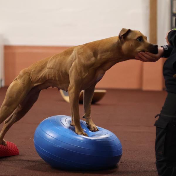 Balance und Fitnesstraining 4-Wochen-Kurs