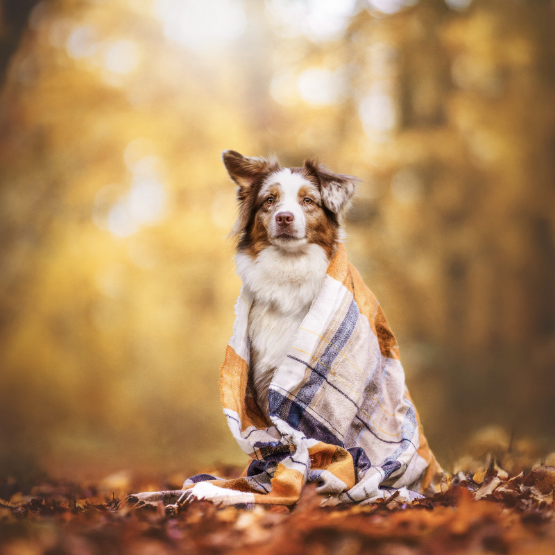 Pumpkin Spice Walk
