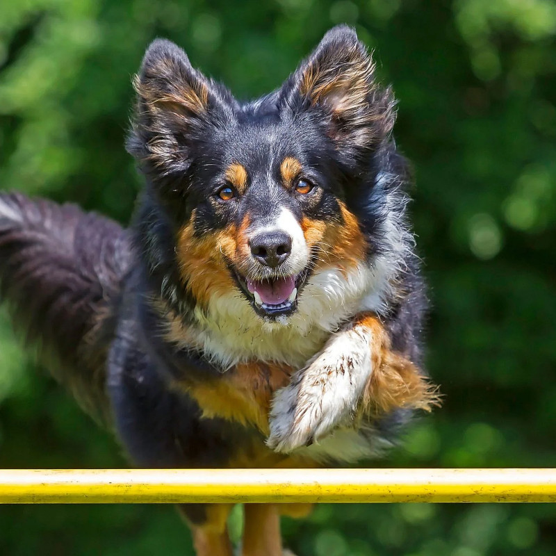Agility