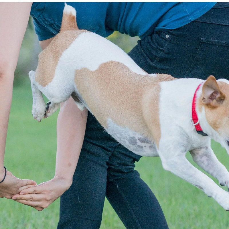 Tricks und Dogdance