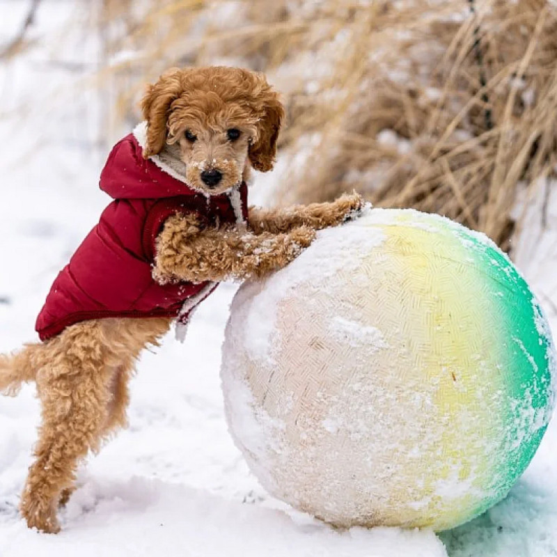 Treibball outdoor