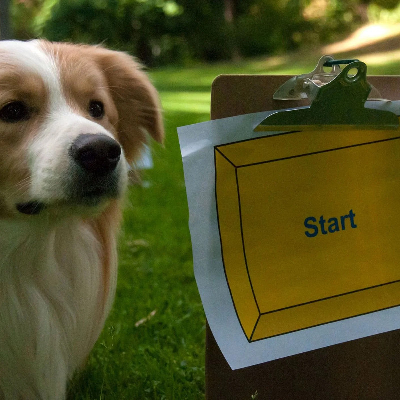 Rally Obedience