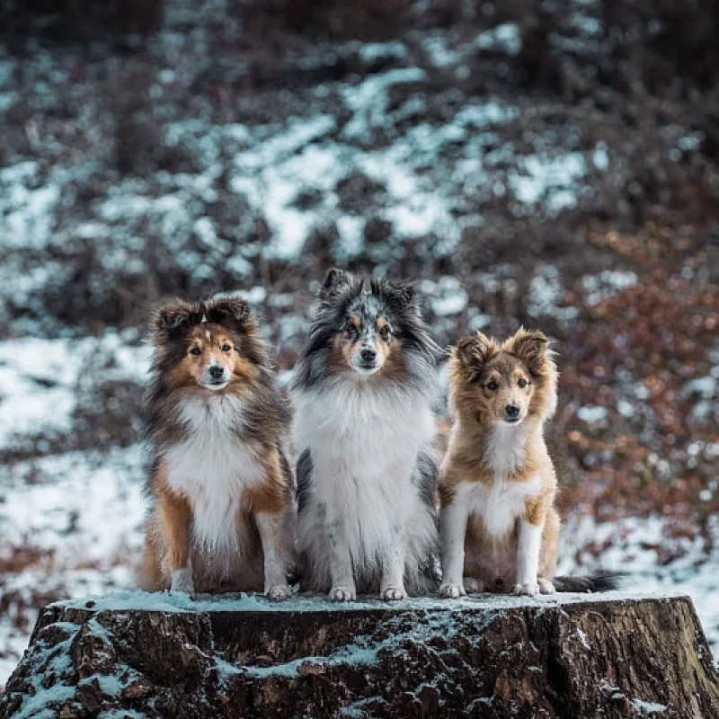 Squaredogs