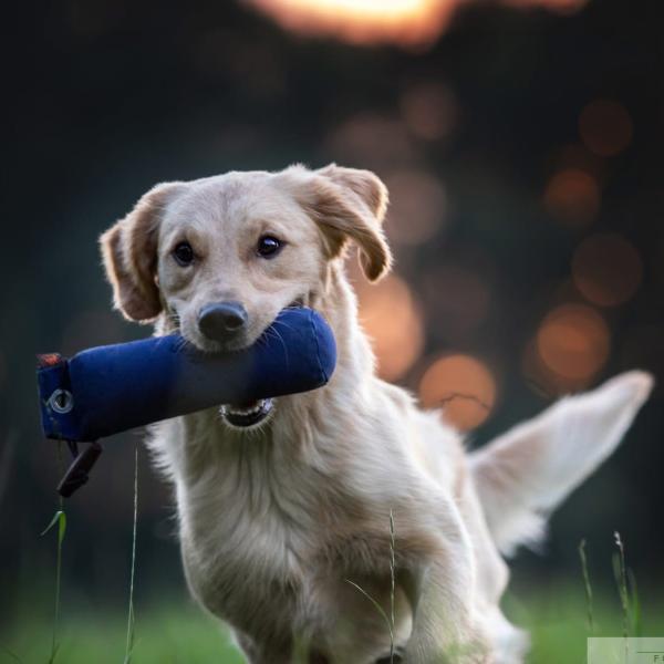 Individuelle Grundlagenarbeit im Dummytraining