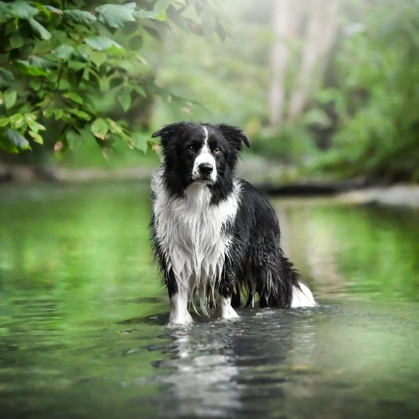 Fairy Lusion Tierfotografie meets Feel Good Dogs Hundetraining