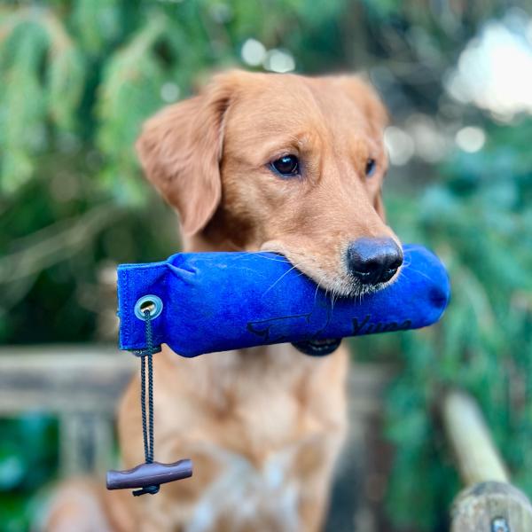 Apportieren unterwegs – Dummytraining auf dem Spaziergang